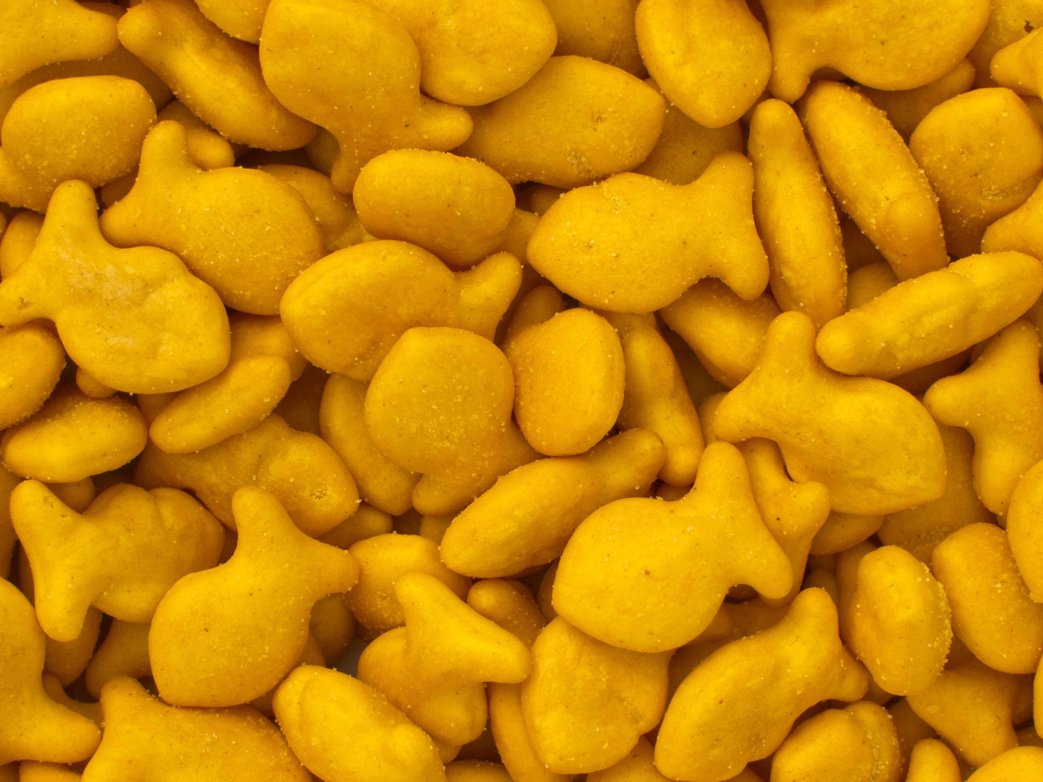Many yellow goldfish crackers, lightly salted